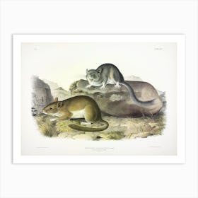 Rocky Mountain Neotoma, John James Audubon Art Print