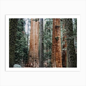 Redwood Tree Forest Art Print