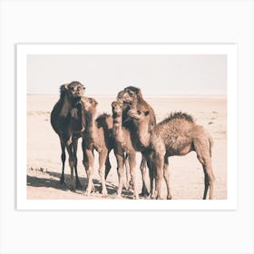 Camel Herd Art Print