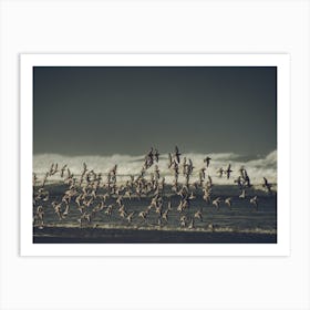 Flock Of Seagulls Ocean wall decor Art Print