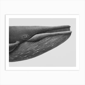 Monochromatic Blue Whale Art Print