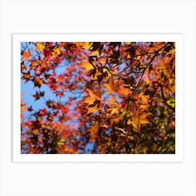 Treetops with red and yellow leaves, autumn forest Art Print