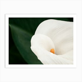 White Calla Lily Art Print