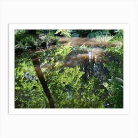 Summer reflection of trees in calm water Art Print