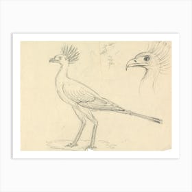 Secretary Bird, Luigi Balugan Art Print