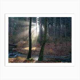 Rays of light in the calm winter forest Art Print