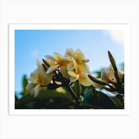 Frangipani Flowers Art Print