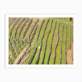 Terraced Vineyards of Langhe. Rows of neatly planted grapevines line the terraced hillsides of Langhe, Italy, showcasing the region's dedication to winemaking. The structured pattern of the vineyard rows, supported by wooden stakes, emphasizes the natural contours of the landscape, creating a harmonious blend of agriculture and nature. Art Print