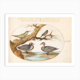 Flying And Amphibious Animals, Joris Hoefnagel (14) Art Print