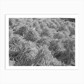 Pile Of Mill Turned Sticks Near Bridgewater, Vermont By Russell Lee Art Print