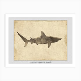 Isistius Genus Shark Silhouette 1 Poster Art Print