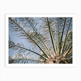 Palm // Ibiza Nature & Travel Photography Art Print