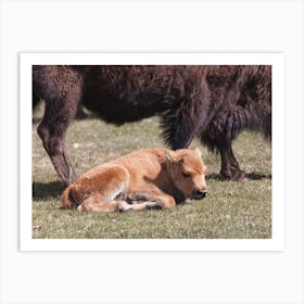 Sleeping Bison Calf Art Print