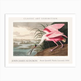 Roseate Spoonbill, Platalea Leucorodia, From  The Birds Of America , 1836 By John James Audubon Poster Art Print