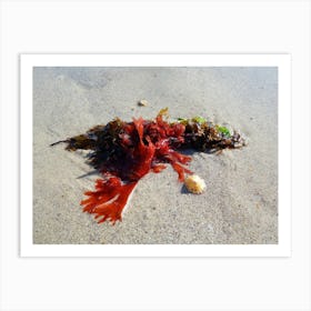 Seaweed Art Print