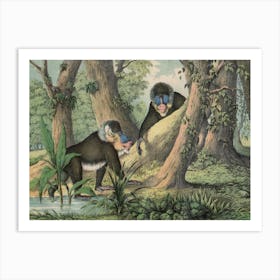 Vintage Kolb 3 Tafel 41 Mandrill Art Print