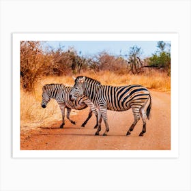 Zebras Crossing The Road Art Print