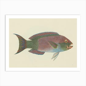 Unidentified Fish, Luigi Balugani (10) Art Print