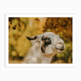 Autumn Llama Art Print