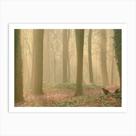 Sunbeams in the forest Art Print