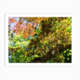 Treetops with colourful leaves, autumn forest Art Print