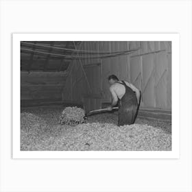 Green Hops Are Spread Thirty Two Inches Deep In The Drying Room Of Kiln, Yakima County, Washington By Russell Lee Art Print