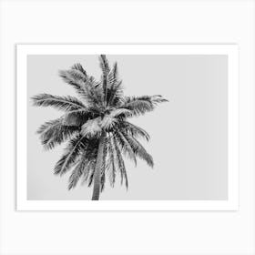 Black And White Palm Tree On A Tropical Beach Art Print