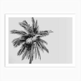 Botanical Black And White Palm Tree On A Tropical Beach Art Print