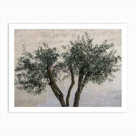 Olive Tree In Italy Art Print