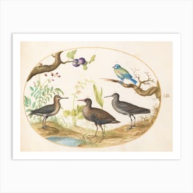 Animalia Volatilia Et Amphibia, Joris Hoefnagel 1 Art Print