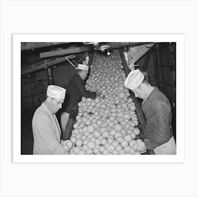 Inspecting Grapefruit On Conveyor, Grapefruit Juice Canning Plant, Weslaco,Texas By Russell Lee Art Print