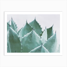 Agave Plant Leaves Art Print