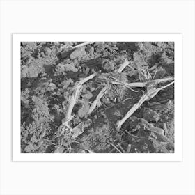 Detail Of Cornfield After Being Plowed In The Fall, Mclennan County, Texas By Russell Lee Art Print