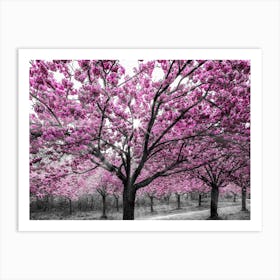 Cherry Blossoms With Sunrays Art Print