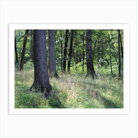 Forest on the Hudson Art Print