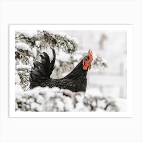 Chicken In Pine Tree Art Print