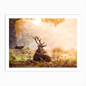 Deer In The Woods Art Print