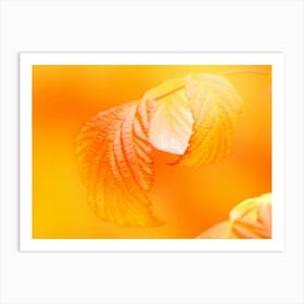 Autumn yellow leaves as close up Art Print