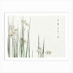 Chinese Daffodils Art Print