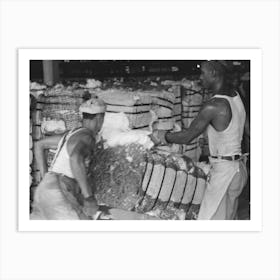 Man Slashes Bale Of Cotton To Take Sample As It Passes Him On A Hand Truck, Cotton Compress, Houston Art Print