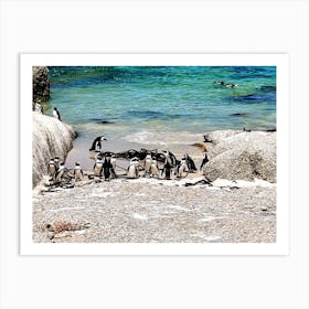 Penguins On The Beach (Africa Series) 1 Art Print