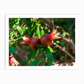 Pomegranate Tree Art Print