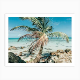 Palm Tree In Paradise On Little Corn Island Art Print