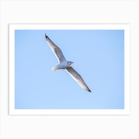 Seagull Soaring With Spread Wings Art Print