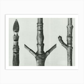 End Of Cornus Nuttallii Branch (Branch Of Dogwood) And Acer (Maple Tree Stem) (1928), Karl Blossfeldt Art Print