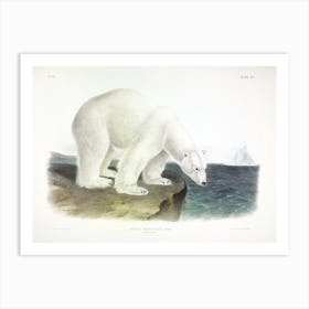 Polar Bear, John James Audubon Art Print