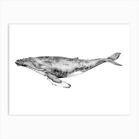 Dotwork Blue Whale Illustration Art Print