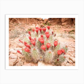 Desert Cactus Art Print