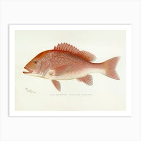 Sherman F Denton Red Snapper Vintage Stone Lithograph Illustration Remastered and Enhanced Art Print