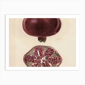 Pomegranate 8 Art Print